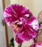 Орхидея Phalaenopsis Magic Sezanne, mutation (отцвёл)