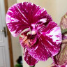 Орхидея Phalaenopsis Magic Sezanne, mutation (отцвёл)