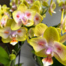 Орхидея Phal.Brother Sara Gold x Chiada Spark, peloric (отцвел)