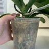 Орхидея Phal.Brother Sara Gold x Chiada Spark, peloric (отцвел)