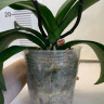 Орхидея Phal.Brother Sara Gold x Chiada Spark, peloric (отцвел)