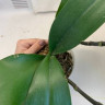 Орхидея Phal.Brother Sara Gold x Chiada Spark, peloric (отцвел)