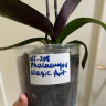 Орхидея Phalaenopsis Magic Art (отцвел, РЕАНИМАШКА) 