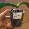 Орхидея Phalaenopsis Spider, multiflora (отцвел, РЕАНИМАШКА*) 