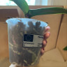 Орхидея Phalaenopsis Spider, multiflora (отцвел, РЕАНИМАШКА*) 