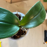 Орхидея Phalaenopsis Spider, multiflora (отцвел, РЕАНИМАШКА*) 