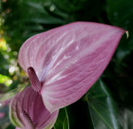 Anthurium Sakura Lila (цветет, УЦЕНКА*)