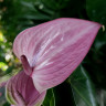 Anthurium Sakura Lila (цветет, УЦЕНКА*)