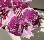 Орхидея Phalaenopsis Big Lip (отцвел)