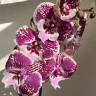 Орхидея Phalaenopsis Big Lip (отцвел)