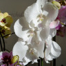 Орхидея Phalaenopsis Manta Mindoro, Big Lip 