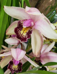 Орхидея Cymbidium 