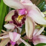 Орхидея Cymbidium 