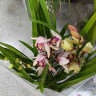 Орхидея Cymbidium 