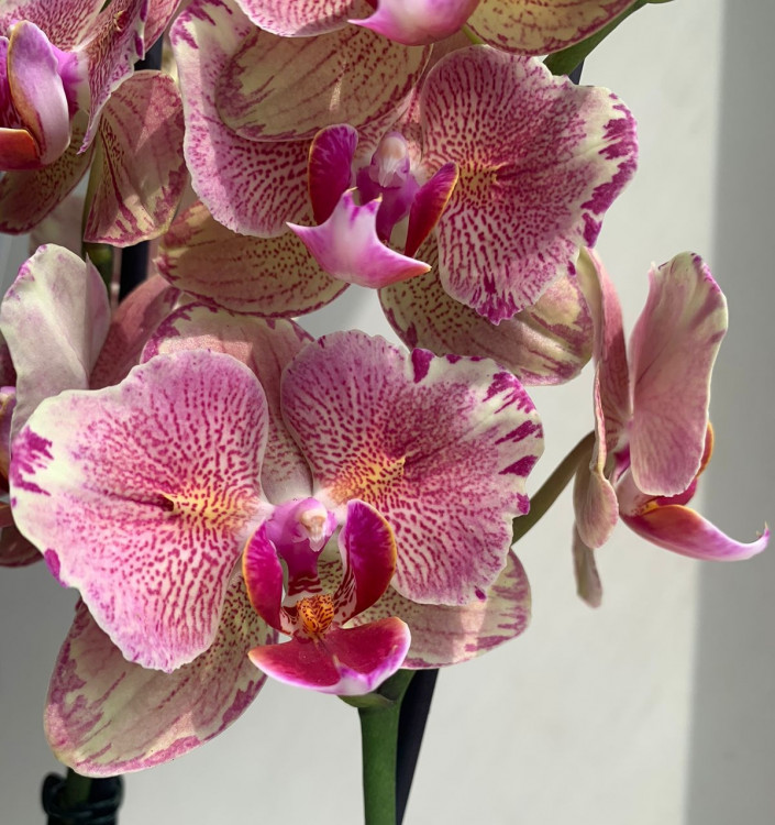 Орхидея Phalaenopsis Pirate Picotee peloric (отцвел)