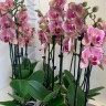 Орхидея Phalaenopsis Pirate Picotee peloric (отцвел)