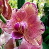 Орхидея Phalaenopsis Pirate Picotee peloric  