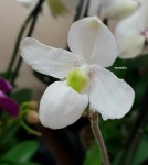 Орхидея Paphiopedilum niveum x delenatii 
