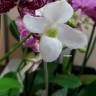 Орхидея Paphiopedilum niveum x delenatii 