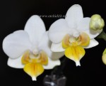 Орхидея Phalaenopsis Lius Fantasy, mini (отцвел)
