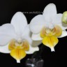 Орхидея Phalaenopsis Lius Fantasy, mini (отцвел)