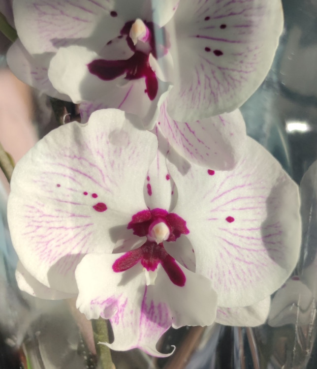 Орхидея Phalaenopsis Big Lip 
