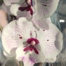 Орхидея Phalaenopsis Big Lip 