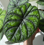 Алоказия Dragon Scale ("Шкура дракона")