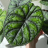 Алоказия Dragon Scale ("Шкура дракона")