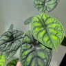 Алоказия Dragon Scale ("Шкура дракона")