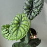 Алоказия Dragon Scale ("Шкура дракона")