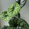 Алоказия Dragon Scale ("Шкура дракона")