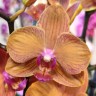 Орхидея Phalalaenopsis Bologna peloric  