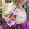 Орхидея Phalaenopsis Big Lip (цветет, УЦЕНКА)   