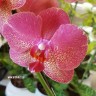 Орхидея Phalaenopsis Raoul (отцвел)
