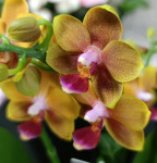 Орхидея Phalaenopsis multiflora (отцвел, УЦЕНКА)