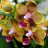 Орхидея Phalaenopsis multiflora (отцвел, УЦЕНКА)