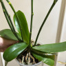 Орхидея Phalaenopsis multiflora (отцвел, УЦЕНКА)