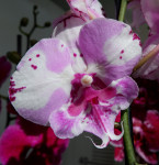 Орхидея Phalaenopsis, Big Lip  