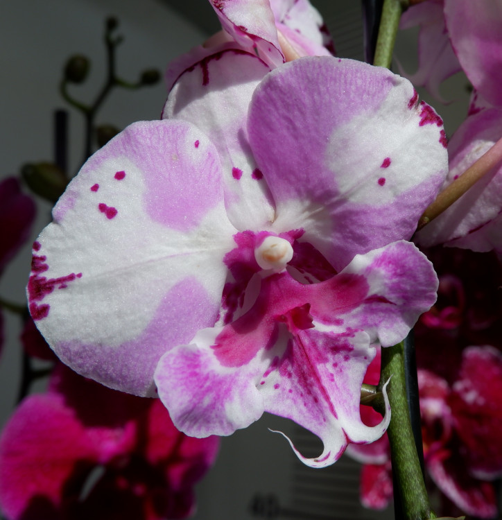 Орхидея Phalaenopsis, Big Lip  