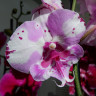 Орхидея Phalaenopsis, Big Lip  