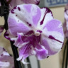 Орхидея Phalaenopsis, Big Lip  