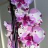 Орхидея Phalaenopsis, Big Lip  