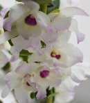 Орхидея Dendrobium nobile 'Winter Sparkle' (отцвёл)