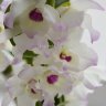 Орхидея Dendrobium nobile 'Winter Sparkle' (отцвёл)