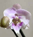 Орхидея Phalaenopsis Big Lip (отцвел)    
