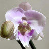 Орхидея Phalaenopsis Big Lip (отцвел)    