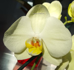 Орхидея Phalaenopsis (отцвёл, УЦЕНКА)