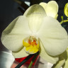 Орхидея Phalaenopsis (отцвёл, УЦЕНКА)