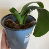 Орхидея Phalaenopsis (отцвёл, РЕАНИМАШКА*)